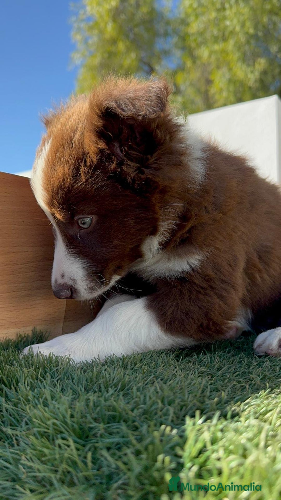Border Collie perros en venta: BORDER COLLIE MACHO - Anuncio 16