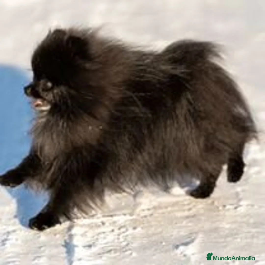 Pomerania perros en venta: Macho POMERANIA negro  - Anuncio 2