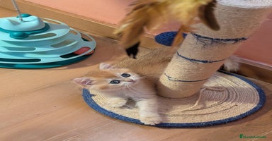 Británico de Pelo Corto gatos - Anuncio 6