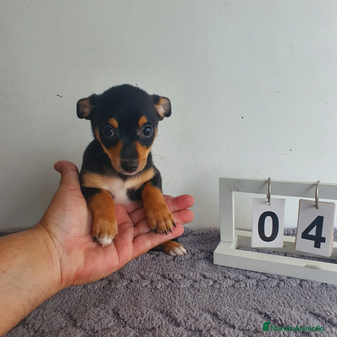 Chihuahua perros en venta: Chihuahua  - Anuncio 2
