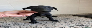 Galgo Español 2