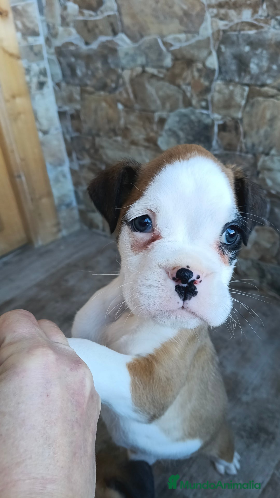 Boxer perros en venta: Bóxer  - Anuncio 2