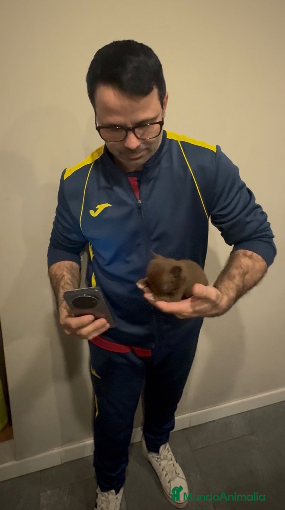 Chihuahua perros en venta: Chihuahua MICRO chocolate  - Anuncio 7