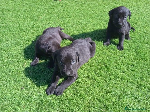 Labrador Retriever perros - Anuncio 2