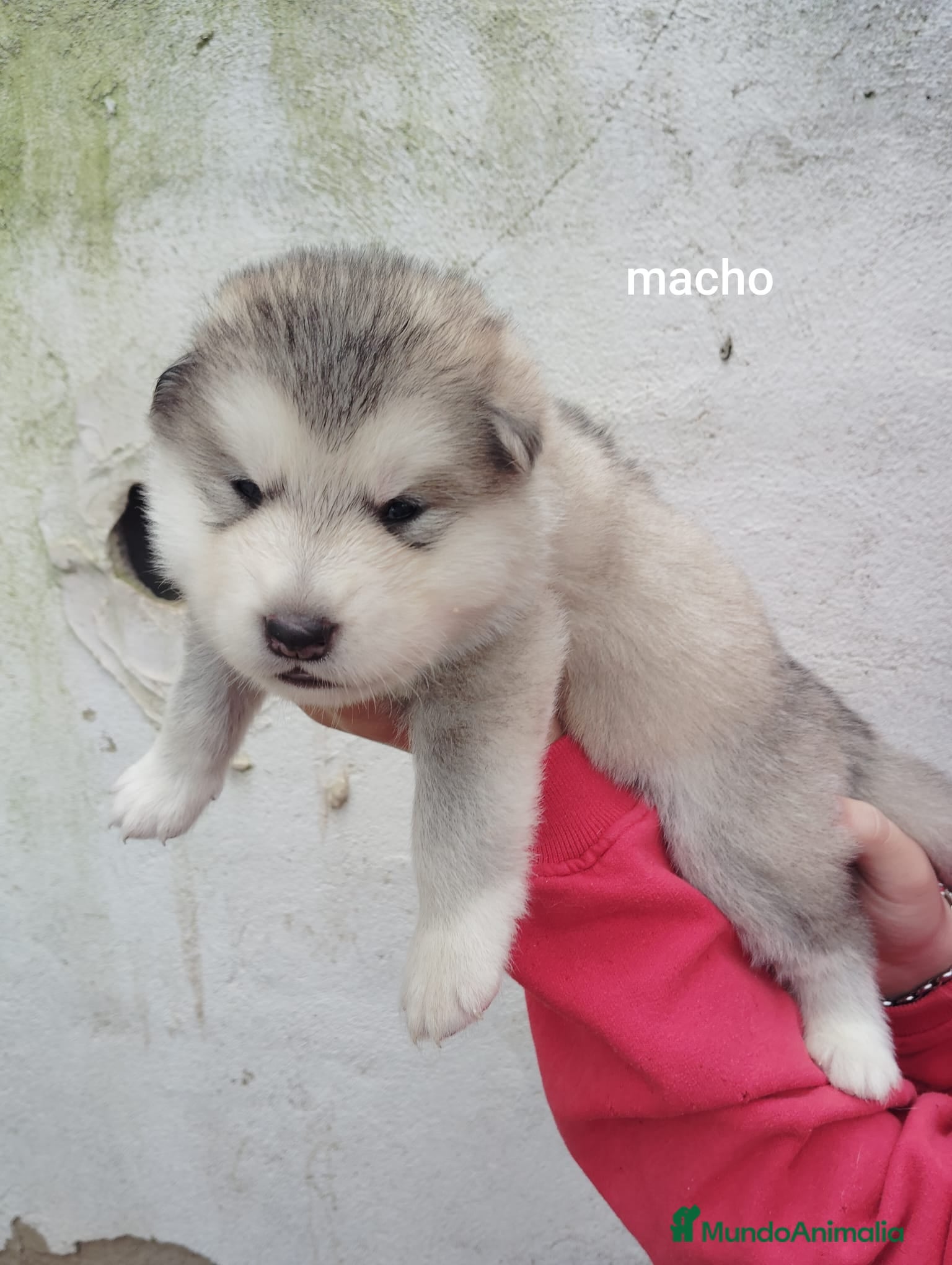 Alaskan Malamute perros ALASKAN MALAMUTE  - Anuncio 2