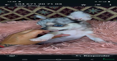 Chihuahua perros - Propaganda 5