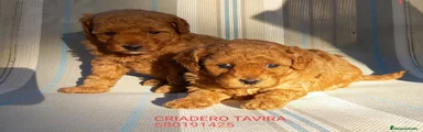 Caniche Toy 3