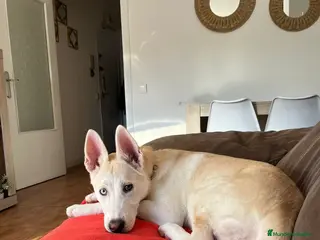 Husky Siberiano perros ÚLTIMA HEMBRA HUSKY SIBERIANO.🌈 - Anuncio 1