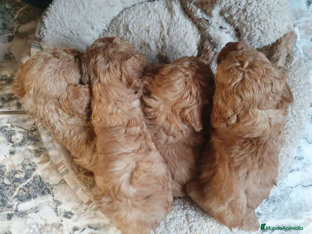 Maltipoo perros en venta: MALTIPOO GRAN CALIDAD - Anuncio 5