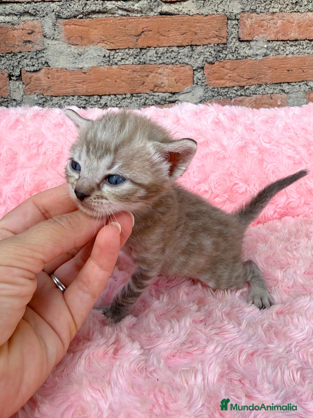 Bengalí gatos en venta: Gatitos Bengali snow  - Imagen 4