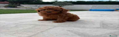 Caniche Toy 1