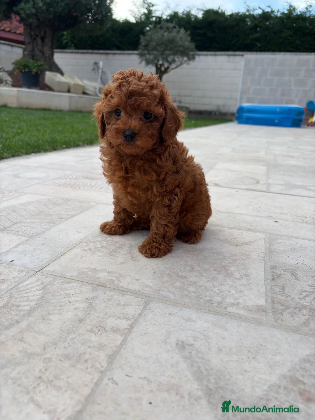 Caniche Toy perros en venta: Caniche Toy rojo - Anuncio 10