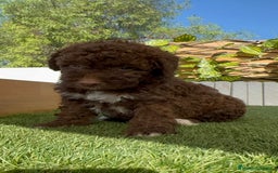 Perro de Agua Español perros en venta: PERRO DE AGUA ESPAÑOL HEMBRA - Imagen 7