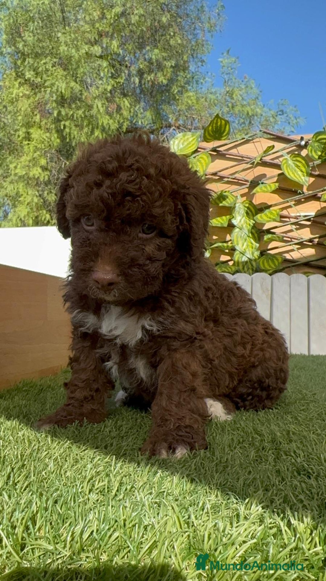 Perro de Agua Español perros en venta: PERRO DE AGUA ESPAÑOL HEMBRA - Imagen 7