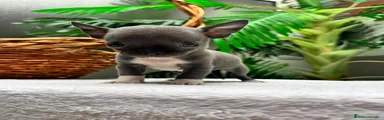 Chihuahua 1