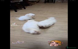 Bichón Maltés perros en venta: BICHÓN MALTÉS ❗🐾 - Imagen 3