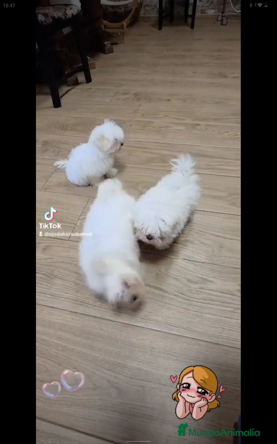 Bichón Maltés perros en venta: BICHÓN MALTÉS ❗🐾 - Imagen 3