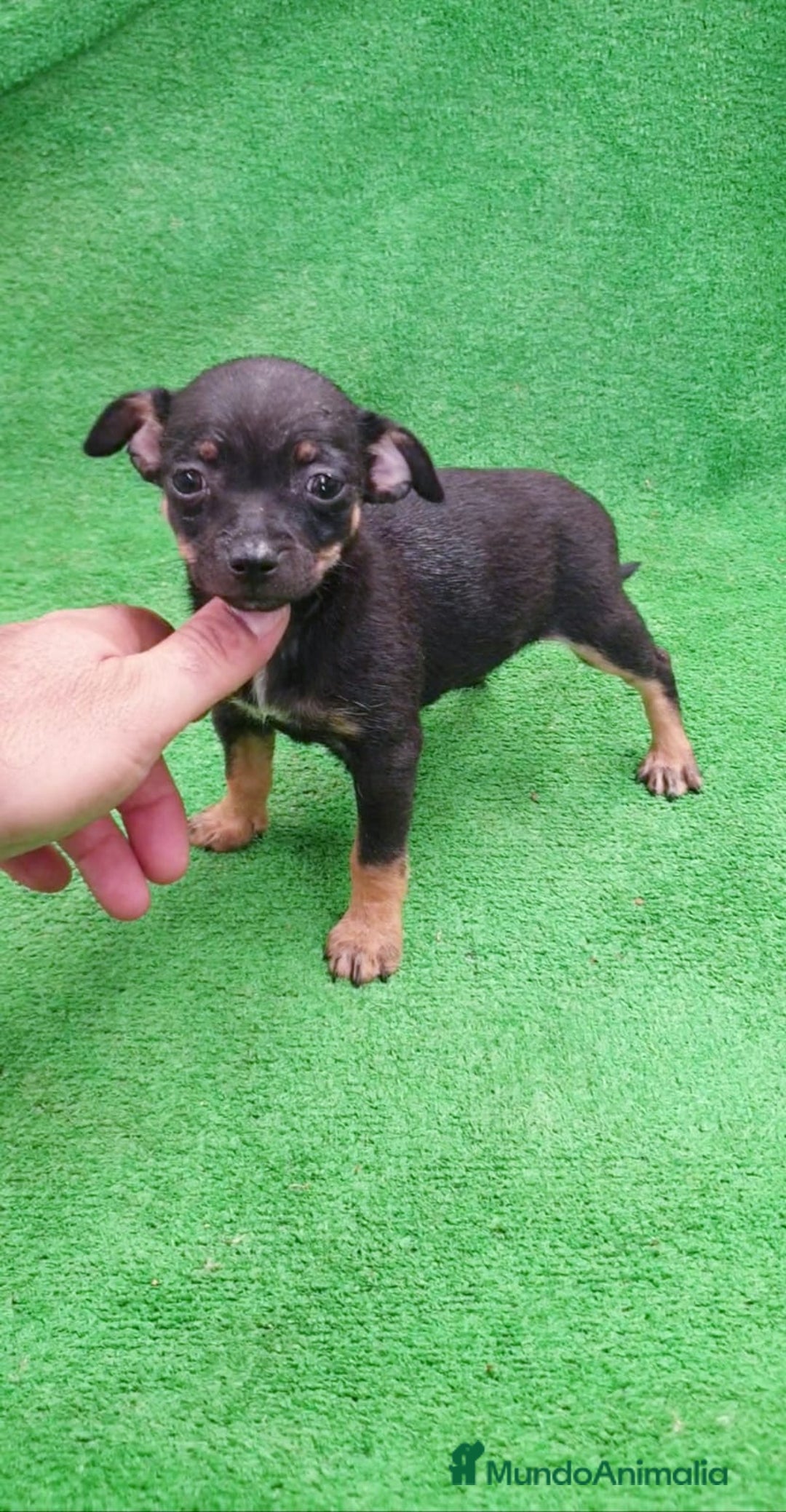 Pinscher Miniatura perros en venta: Pincher Miniatura  - Imagen 2