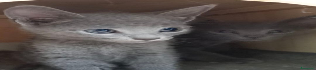 Azul Ruso Gatito 1
