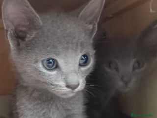 Azul Ruso gatos en Barcelona - Anuncio 2