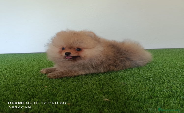Pomerania perros - Propaganda 1