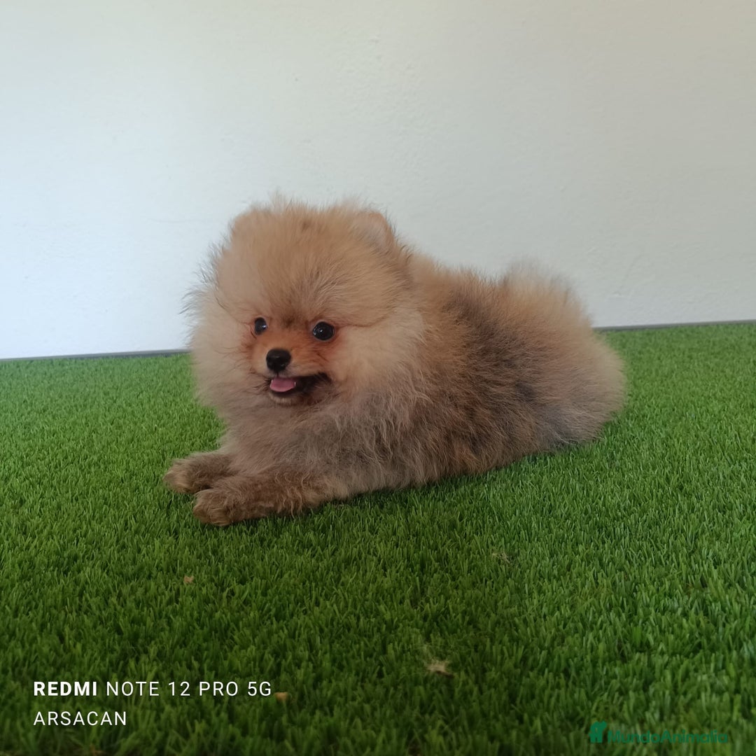 Pomerania perros en venta: Pomerania toy cara de oso - Imagen 1