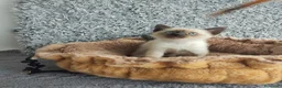 Siamés gatos en venta: Siamés  - Anuncio 4