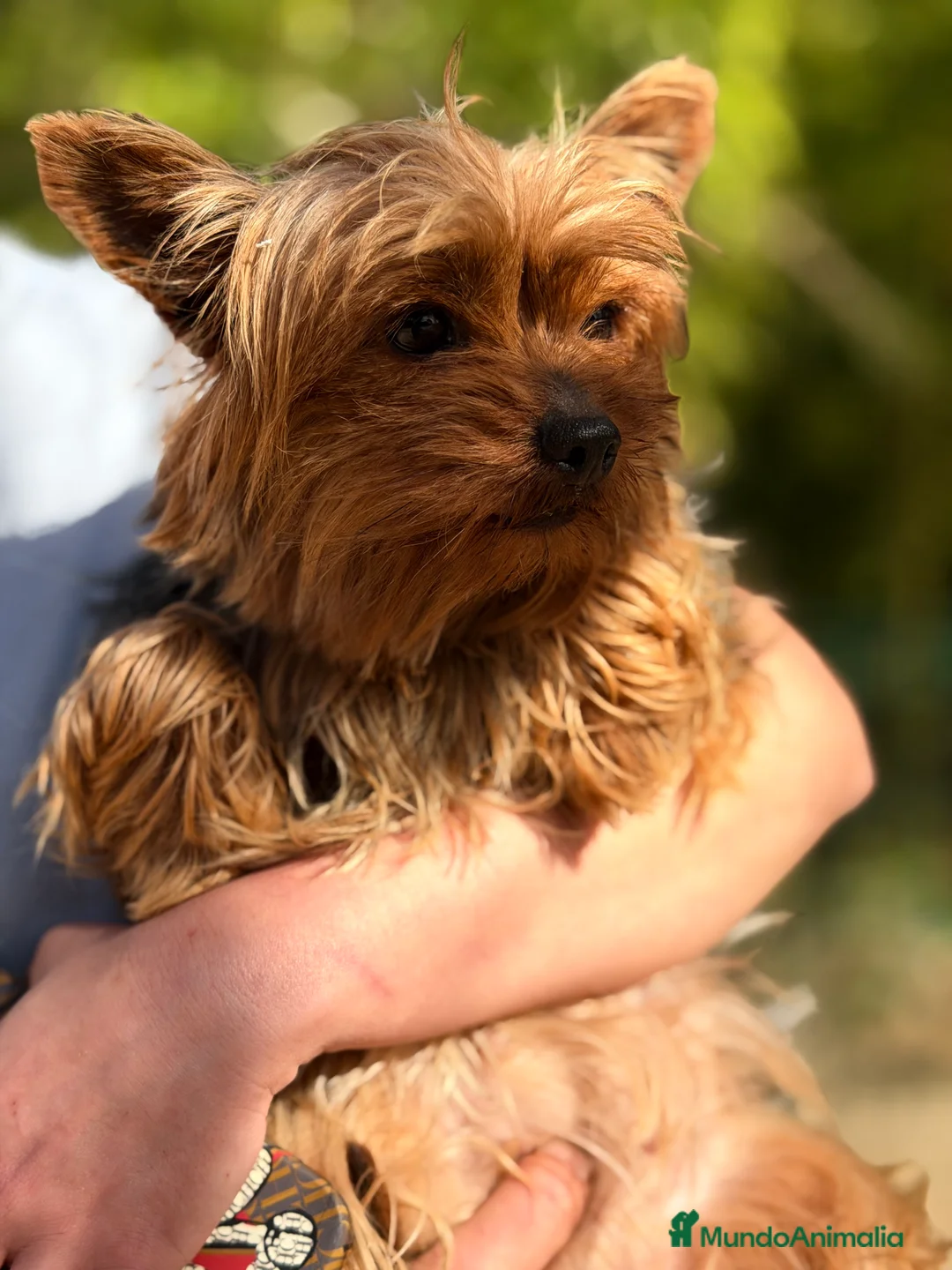 Yorkshire Terrier perros en venta: Yorkshire mini hembra ADOPCIÓN  - Anuncio 2