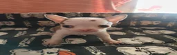 Chihuahua perros en venta: Chihuahua Toy - Anuncio 5