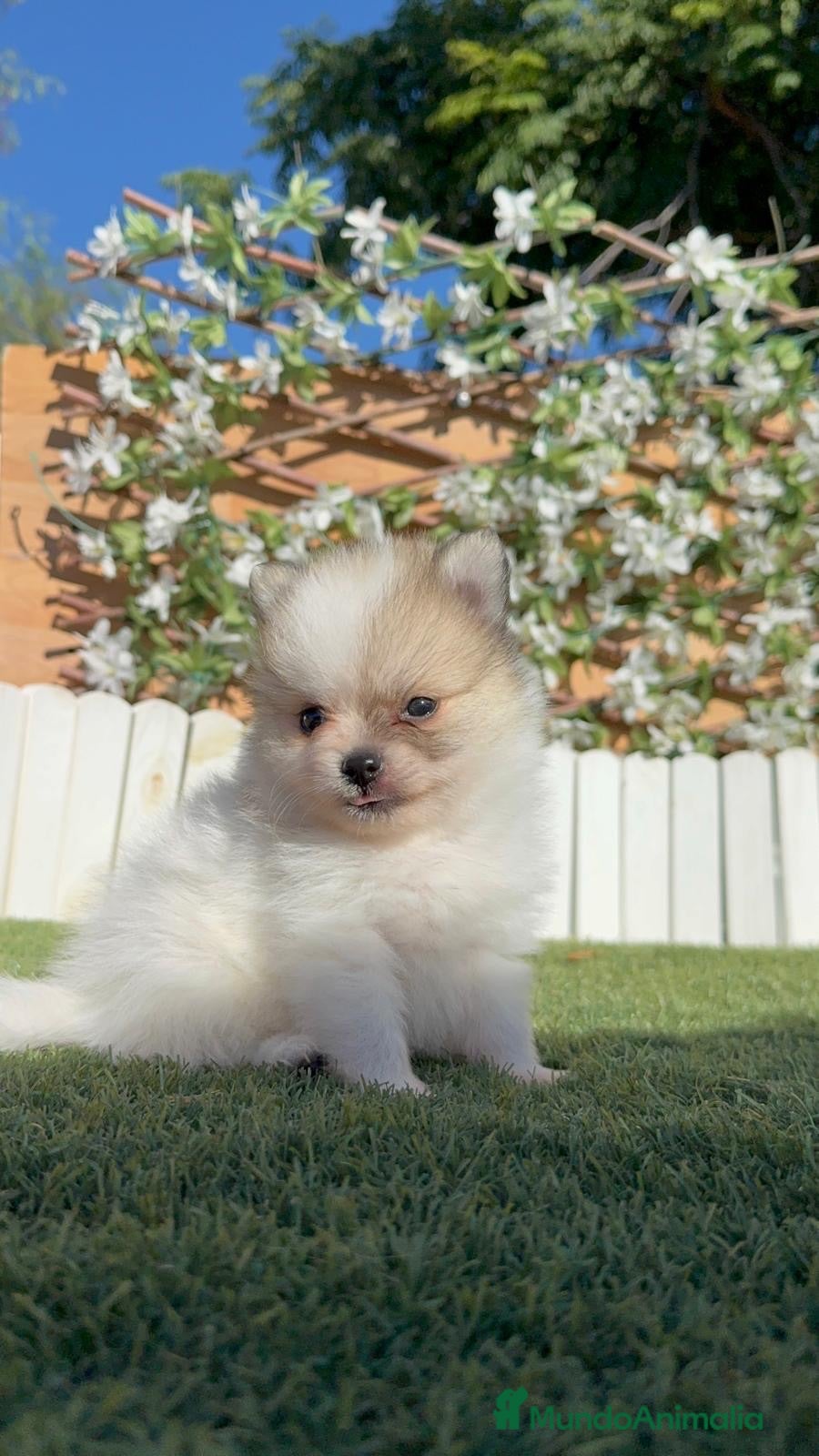 Pomerania perros POMERANIA - Anuncio 2