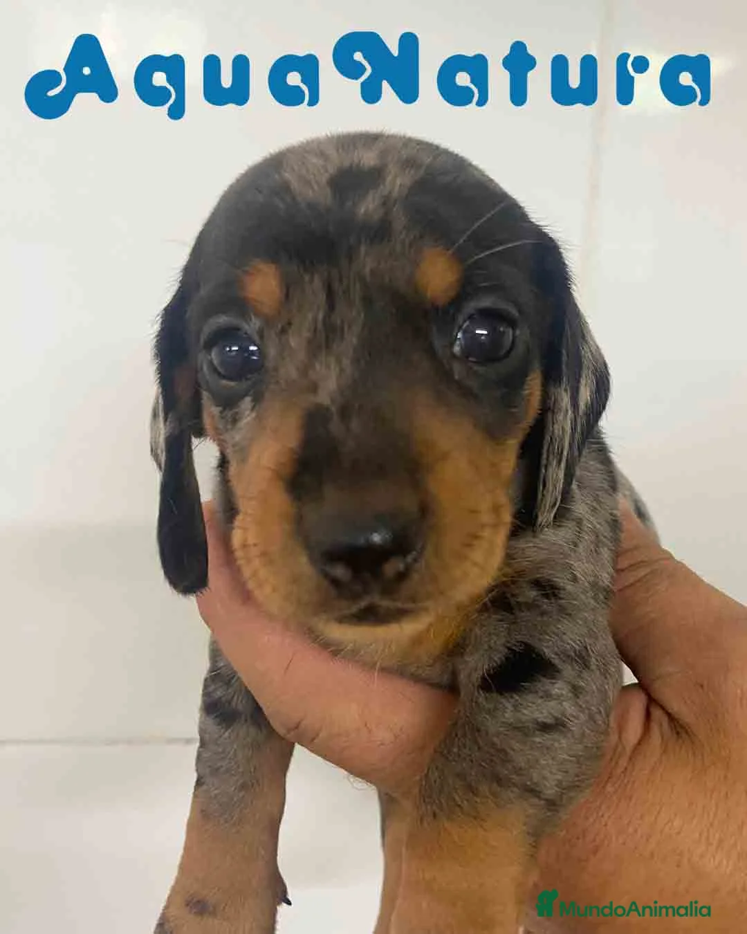 Teckel Miniatura perros en venta: Teckel Hembra de Tita Junior y Tilo AQUANATURA - Anuncio 4