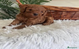 Caniche Toy perros en venta: CANICHE TOY ROJO MCHO, ENVIO A TODA ESPAÑA - Imagen 3
