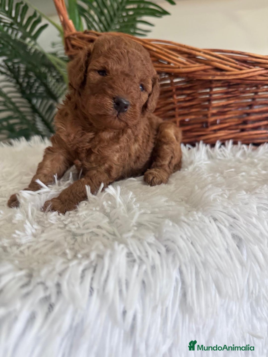 Caniche Toy perros en venta: CANICHE TOY ROJO MCHO, ENVIO A TODA ESPAÑA - Imagen 3