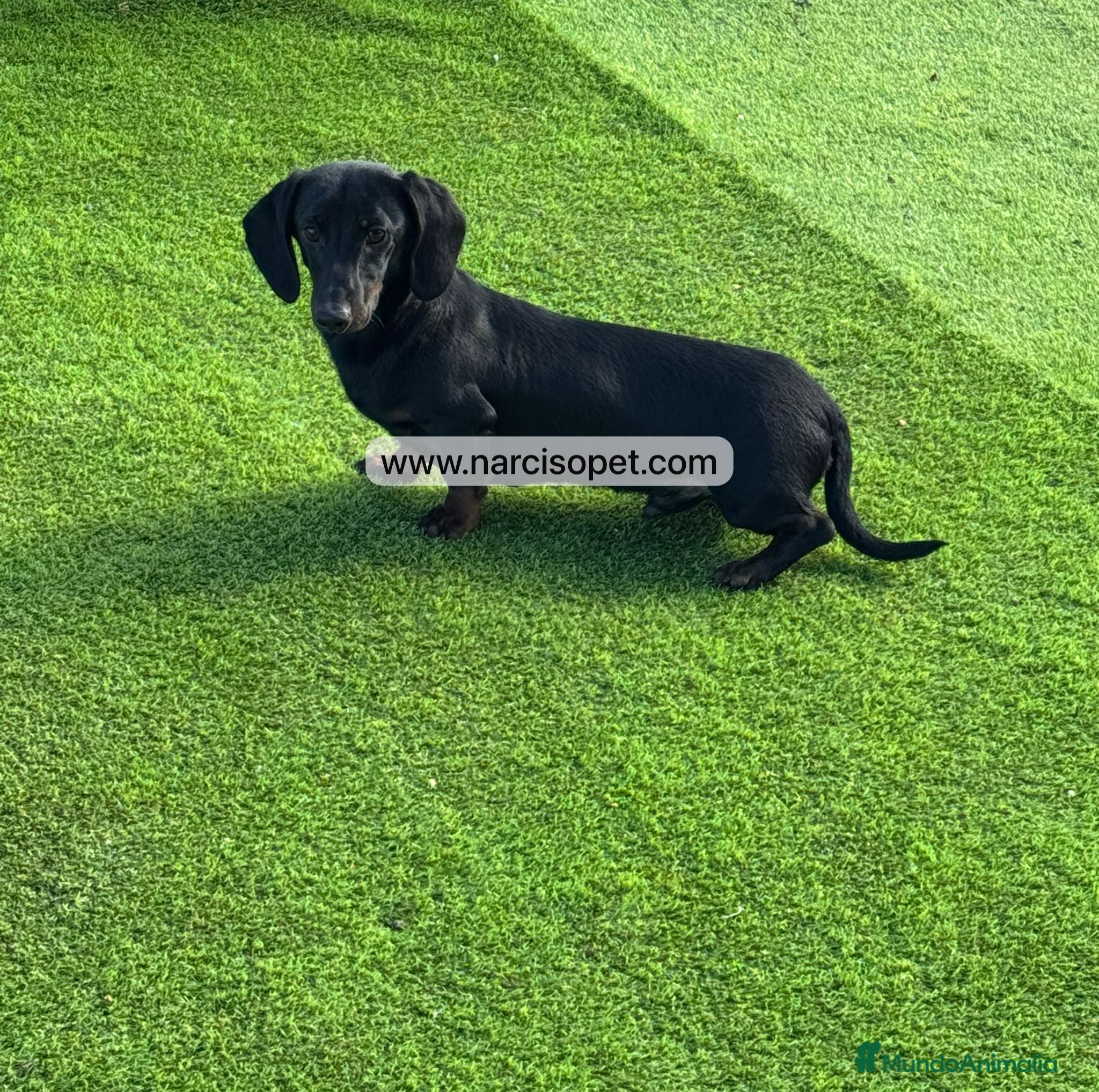 Teckel Miniatura perros CACHORRO TECKEL 5 MESES - Anuncio 1