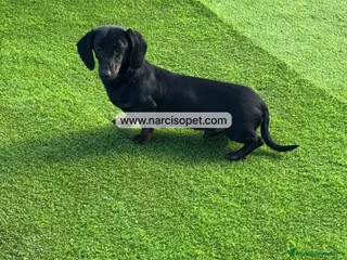 Teckel Miniatura perros CACHORRO TECKEL 5 MESES - Anuncio 1