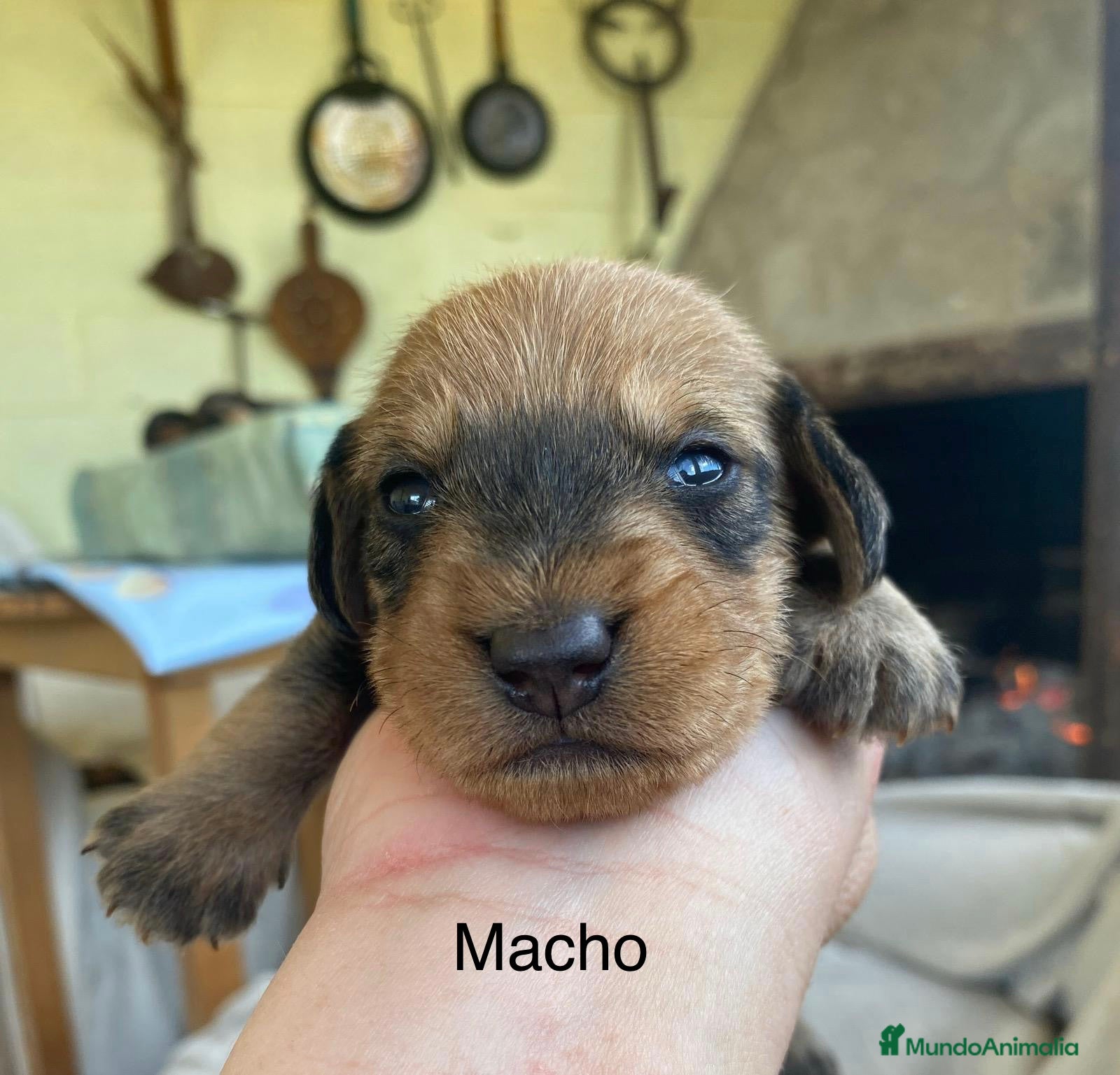 Teckel perros Teckel de pelo duro - Anuncio 3