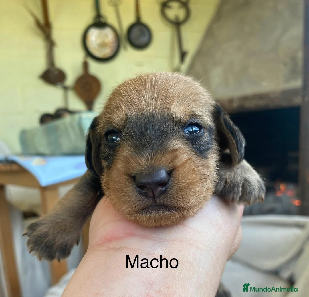 Teckel perros en venta: Teckel de pelo duro - Anuncio 1