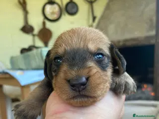 Teckel perros Teckel de pelo duro - Anuncio 3