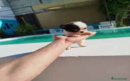 Chihuahua perros en venta: Chihuahua toy  - Imagen 4