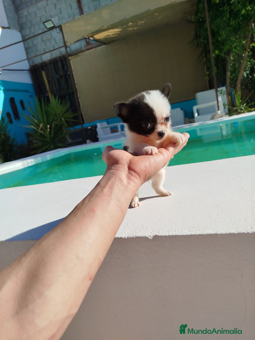 Chihuahua perros en venta: Chihuahua toy  - Imagen 4