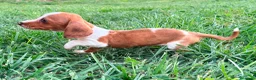 Teckel Miniatura perros en venta: Teckel kaninchen  - Anuncio 13
