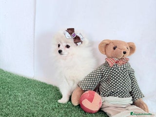 Pomerania perros - Anuncio 6