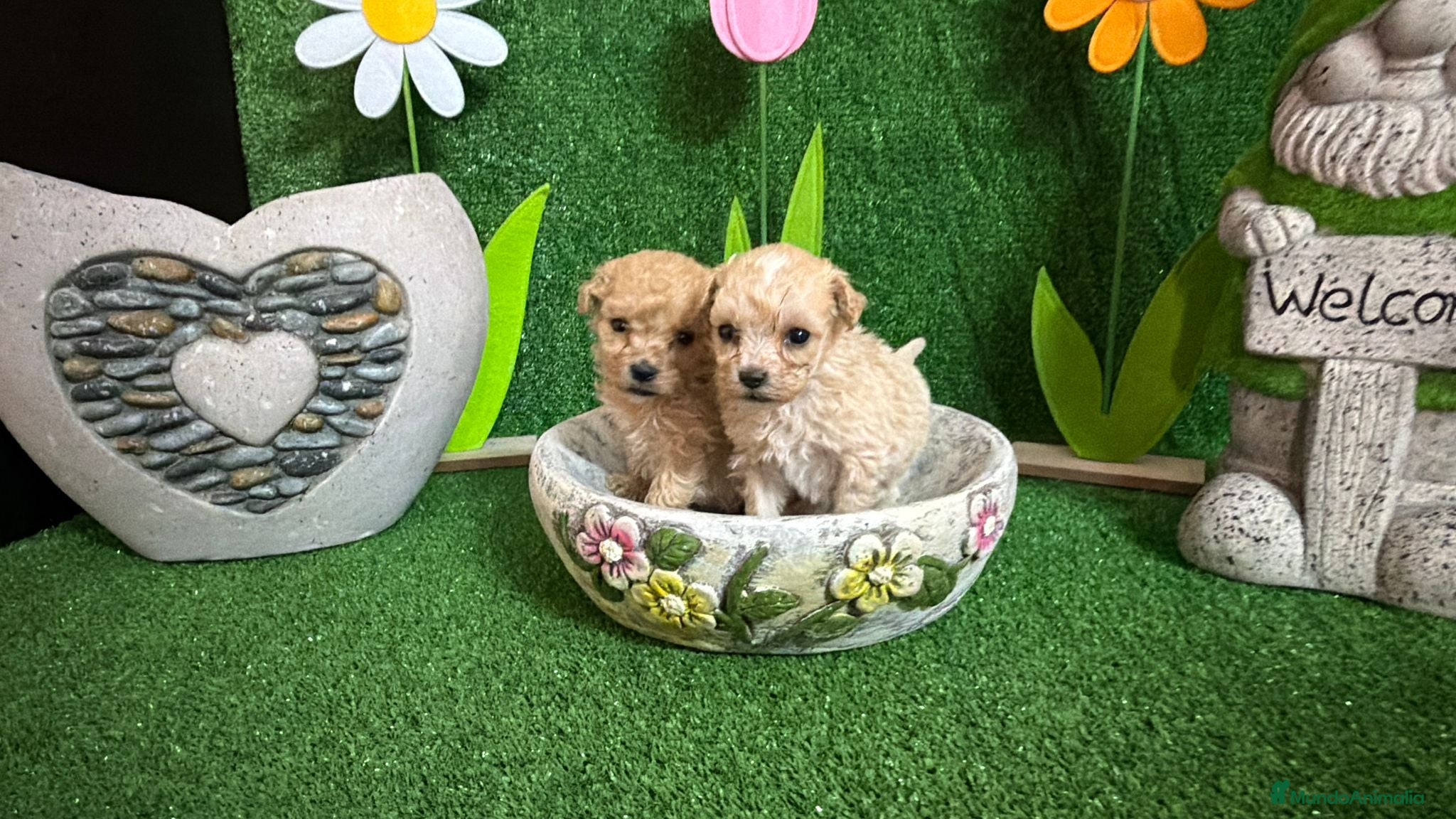 Maltipoo perros Maltipoo - Anuncio 35