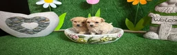 Maltipoo perros en venta: Maltipoo - Anuncio 1