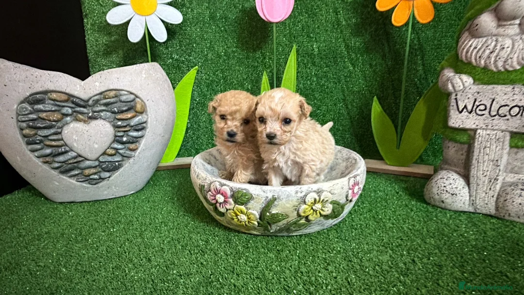 Maltipoo perros en venta: Maltipoo - Anuncio 1
