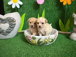 Maltipoo perros Maltipoo - Anuncio 35