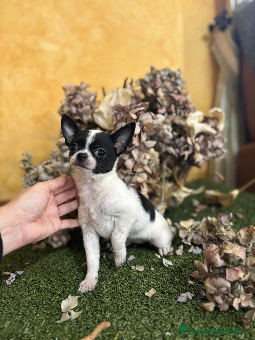 Chihuahua perros en venta: Chihuahua mini lista para entregar !! - Anuncio 5
