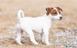Jack Russell Terrier perros en venta: Tierno bebé de Jack Russell - Imagen 2