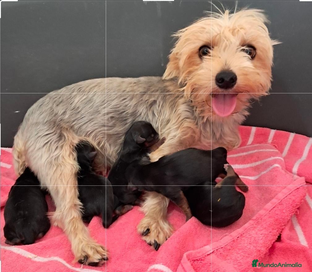 Yorkshire Terrier perros Bebés Yorkshire Mini  - Anuncio 1