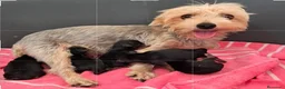 Yorkshire Terrier perros en venta: Bebés Yorkshire Mini  - Anuncio 1